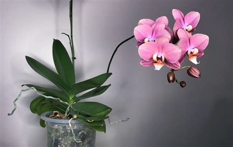 The Different Varieties of Phalaenopsis Magic Ary Orchids